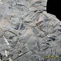 这样的植物化石在国内值钱吗？