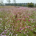 身边的风景，花海