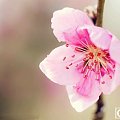 《广广的十二花神记》三月花神——桃花