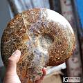 超大玛瑙化马达加斯加菊石化石 低价出售