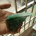 开料直播 两块水石料子和几手飘绿片料赏析