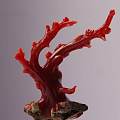 我的阿卡牛血红珊瑚树
