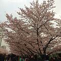 樱花季！！