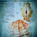 我所认识和收藏的砗磲贝壳标本