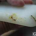 【泾渭轩】新疆和田玉白玉籽料留皮光面牌坯