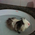 我家猪猪洗澡记