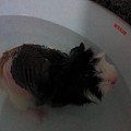 我家猪猪洗澡记