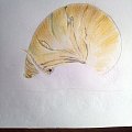 小鸭的涂鸦~蜗牛 （有具体步骤）