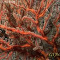 多年积累的珊瑚鉴定经验