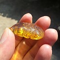 完美缅甸金蓝净水小鱼