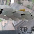 【无艳·扉玥】5.31小花生包挂.事业有成包挂