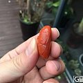 超润包浆柿子红南红玛瑙苏工雕件