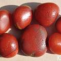 请大家欣赏南红的籽料原石，与和田玉籽料一样迷人！