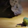 油青Q金蟾