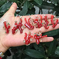 天然红珊瑚珠宝批发商