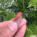 580元南红冰飘鸿运当头