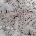 百年难遇桃花雪