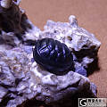 ~ ~ ~ ~ ~ ~ ~ ~ 人生中的第一个小龟壳 ~ ~ ~ ~ ~ ~...