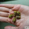 端午节给爸妈送点实惠的保健品，浙江石斛，进口西洋参，云南三七代购。