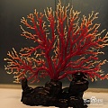红珊瑚鉴定方法保养技巧