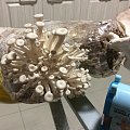 给大家看看闲着无聊种的蘑菇
