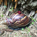蜗牛🐌与红宝石