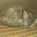 求助，有没有猫砂的替代品？它还挠沙发……