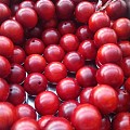 红樱桃1.2小叶紫檀手串