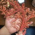 阿卡珊瑚