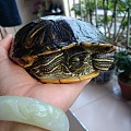 养了14年的龟龟💦💦⛄⛄