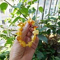 终于也磨了串丑八怪