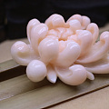 天使面珊瑚花