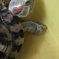 求助！巴西龟前肢肿了一倍，不能动弹。没有伤口。怎么办