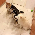 4只柴犬，每一次拍照的时候，都非常认真！