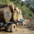 探索：缅甸政府限定明年木材砍伐量对我国木材市场的影响