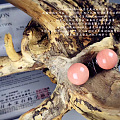 boke 珊瑚耳钉，