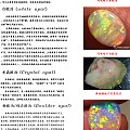 欧泊科普-欧泊简介以及分类鉴别