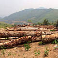 东南亚木材市场遇“劫”，缅花成下一个“黄花梨”