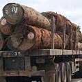 2017年缅甸材面临缺货，中国木材商将会受到什么样的影响呢？