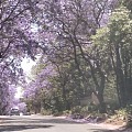 南非春天在每个大街路上，我在家门口，