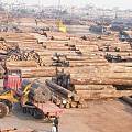 国内外木材供应市场出现剧烈震荡 行业洗牌成必然