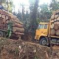 缅甸明年将取消木材禁伐令？若真实，将可能减缓红木价格上涨的幅度