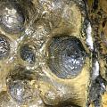 小海螺化石——藏瓷实物图鉴赏