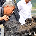 农民在河边挖出千年黑木 专家鉴定为东方神木
