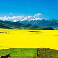 黄色油菜籽风景！带给我们无限的感叹！