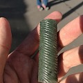老籽料碧玉