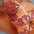 宝石红珊瑚最新分类，来自商家的多年经验总结