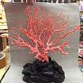 重器，台湾momo红珊瑚大树！这么大的你见过吗