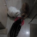 三猫抢食