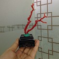 微信chuanshi99纯天然日本阿卡红珊瑚枝 珊瑚树形摆件 整树无拼接